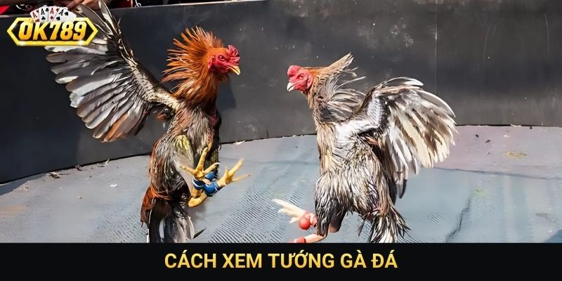 Cách xem tướng gà đá
