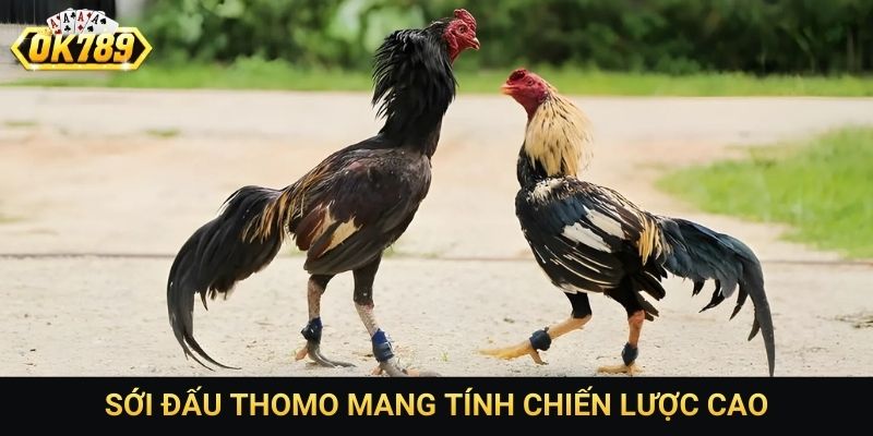 Sới đấu Thomo mang tính chiến lược cao