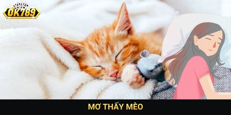 Mơ thấy mèo